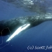 whale_humpback_h_00258_dom3659.jpg